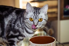 Young cat eating from a bowl sitting on a glass table. stock image Young cat eating from a bowl sitting on a glass table. stock image