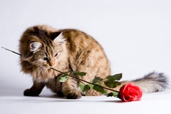 Young Cat For Valentine Royalty Free Stock Photos Young Cat For Valentine Royalty Free Stock Photos