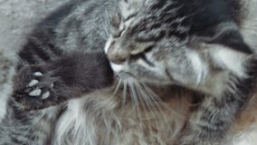 Young cat grooming very closeup view stock footage Young cat grooming very closeup view stock footage