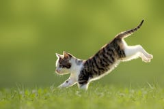 Young cat jumps over a meadow backlit royalty free stock photography Young cat jumps over a meadow backlit royalty free stock photography