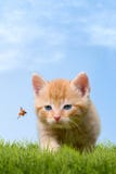 Young cat with ladybug on a green field stock image Young cat with ladybug on a green field stock image