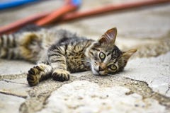 Young cat lying on the sidewalk on a hot day royalty free stock image Young cat lying on the sidewalk on a hot day royalty free stock image