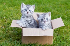 Young Cats In Cardboard Box On Grass Stock Image Young Cats In Cardboard Box On Grass Stock Image