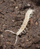 Young Centipede Stock Photo
