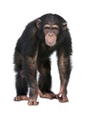 Young Chimpanzee looking at the camera - Simia tro Stock Photo Young Chimpanzee looking at the camera - Simia tro Stock Photo