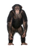 Young Chimpanzee standing up like a human - Simia