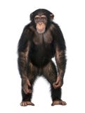 Young Chimpanzee standing up like a human - Simia