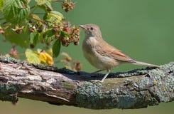 Young Common whitethroat stands on tree trunk with raspberry canes and berries royalty free stock photo Young Common whitethroat stands on tree trunk with raspberry canes and berries royalty free stock photo