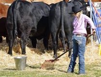 Young cowgirl rakes straw prize bull stall at Boonah Annual Show, Queensland stock images Young cowgirl rakes straw prize bull stall at Boonah Annual Show, Queensland stock images