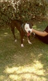 Dog in garden. Young cute Pitbull outdoors,in garden with his master Stock Photography Dog in garden. Young cute Pitbull outdoors,in garden with his master Stock Photography