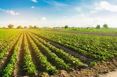 Young Eggplants Grow In The Field. Vegetable Rows. Agriculture, Farming. Farmlands. Landscape With Agricultural Land Royalty Free Stock Photos Young Eggplants Grow In The Field. Vegetable Rows. Agriculture, Farming. Farmlands. Landscape With Agricultural Land Royalty Free Stock Photos