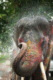 Young Fancy Elephant Playing Water. Stock Photos