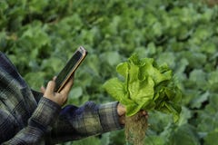 Young farmer take photo some growth vegetable filed in mobile phone, hydroponic eco organic modern smart farm 4.0 technology conce stock image Young farmer take photo some growth vegetable filed in mobile phone, hydroponic eco organic modern smart farm 4.0 technology conce stock image