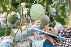 Young farmers are analyzing the growth of melon effects on greenhouse farms stock photo Young farmers are analyzing the growth of melon effects on greenhouse farms stock photo