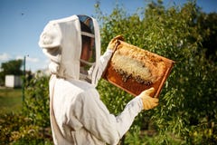 A young female beekeeper in a professional beekeeper costume, inspects a wooden frame with honeycombs holding it in her hands. stock photography A young female beekeeper in a professional beekeeper costume, inspects a wooden frame with honeycombs holding it in her hands. stock photography