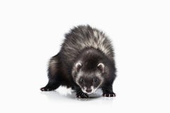 Young ferret on white background royalty free stock images Young ferret on white background royalty free stock images