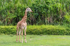 Young Giraffe staring out yonder royalty free stock images Young Giraffe staring out yonder royalty free stock images