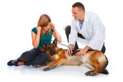 Young Girl And A Vet Examining Her Dog Royalty Free Stock Images