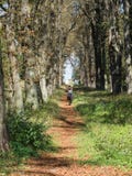 Girl riding a horse in a alley on a sunny day royalty free stock images Girl riding a horse in a alley on a sunny day royalty free stock images