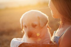 Young girl watching sunset holding her adorable puppy dog in a basket royalty free stock images Young girl watching sunset holding her adorable puppy dog in a basket royalty free stock images