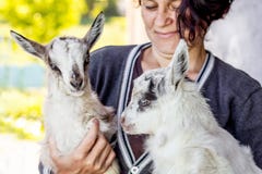 Young goatling on the hands of a woman. A woman shows love for p royalty free stock photo Young goatling on the hands of a woman. A woman shows love for p royalty free stock photo