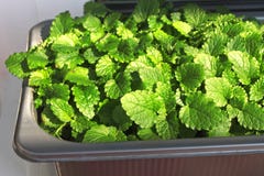Young green leaves of lemon balm in a pot on the windowsill at home. stock images Young green leaves of lemon balm in a pot on the windowsill at home. stock images