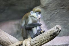 Young Green Monkey Royalty Free Stock Photography Young Green Monkey Royalty Free Stock Photography