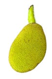 Young Jackfruit Isolated. Stock Photography