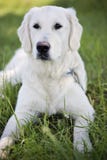 Young Labrador Royalty Free Stock Photography