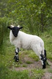Young Lamb In Glen Roy, Scotland Royalty Free Stock Photos