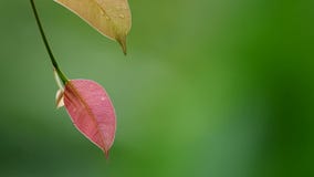 Young leaf in the tropical forest