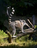 Young Lemur Stock Photo Young Lemur Stock Photo