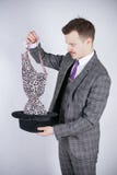 Young man in a business suit pulls out leopard bra from his hat, but he wanted tricks with wonder and wealth. emotional male feels royalty free stock images Young man in a business suit pulls out leopard bra from his hat, but he wanted tricks with wonder and wealth. emotional male feels royalty free stock images