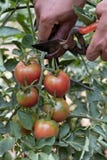 Young man picking a tomatoes from the plant royalty free stock images Young man picking a tomatoes from the plant royalty free stock images