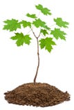 Young Maple Royalty Free Stock Photo Young Maple Royalty Free Stock Photo