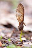 Young Maple Plant Stock Image Young Maple Plant Stock Image