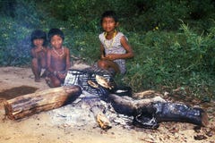 Young Native Indian Awa Guaja Of Brazil Stock Photography Young Native Indian Awa Guaja Of Brazil Stock Photography