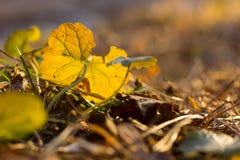 young new plant royalty free stock photos young new plant royalty free stock photos