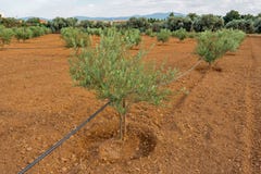 Young olive trees. Watering system. Olive tree orchard with many trees. Olive farm. Olive trees in row. Family business