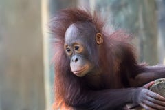 Young Orangutan Royalty Free Stock Photography