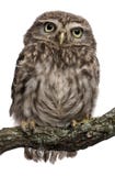 Young owl perching on branch