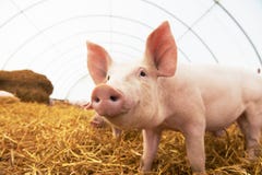 Young piglet at pig breeding farm stock photography Young piglet at pig breeding farm stock photography