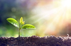 Free Young Plant Growing Royalty Free Stock Photography - 89517487