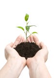 Young plant in human hands stock photography Young plant in human hands stock photography