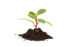 Young Plant Isolated On White Royalty Free Stock Photos Young Plant Isolated On White Royalty Free Stock Photos