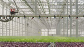 Young plants growing in very large plant in commercial greenhouse stock footage Young plants growing in very large plant in commercial greenhouse stock footage