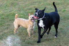 A young, playful dog Jack Russell terrier runs meadow in autumn with another big black dog. royalty free stock image A young, playful dog Jack Russell terrier runs meadow in autumn with another big black dog. royalty free stock image