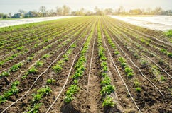 Young Potatoes Growing In The Field Are Connected To Drip Irrigation. Agriculture Landscape. Rural Plantations. Farmland Farming. Stock Photo Young Potatoes Growing In The Field Are Connected To Drip Irrigation. Agriculture Landscape. Rural Plantations. Farmland Farming. Stock Photo