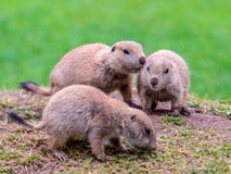 Young prairie dogs stock photo Young prairie dogs stock photo
