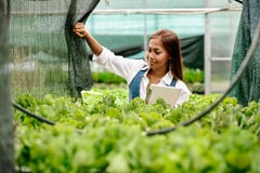 Young pretty Asian woman agronomist with tablet working in greenhouse inspecting the plants stock image Young pretty Asian woman agronomist with tablet working in greenhouse inspecting the plants stock image
